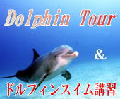東京　イルカ　ドルフィン　スイム　講習　足立区　北千住　草加　越谷　春日部　綾瀬　亀有　柏　松戸　キッチンダイブ